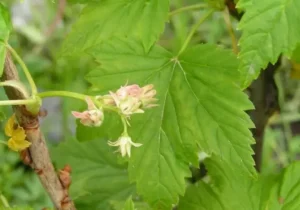 Реверсия (махровость) смородины