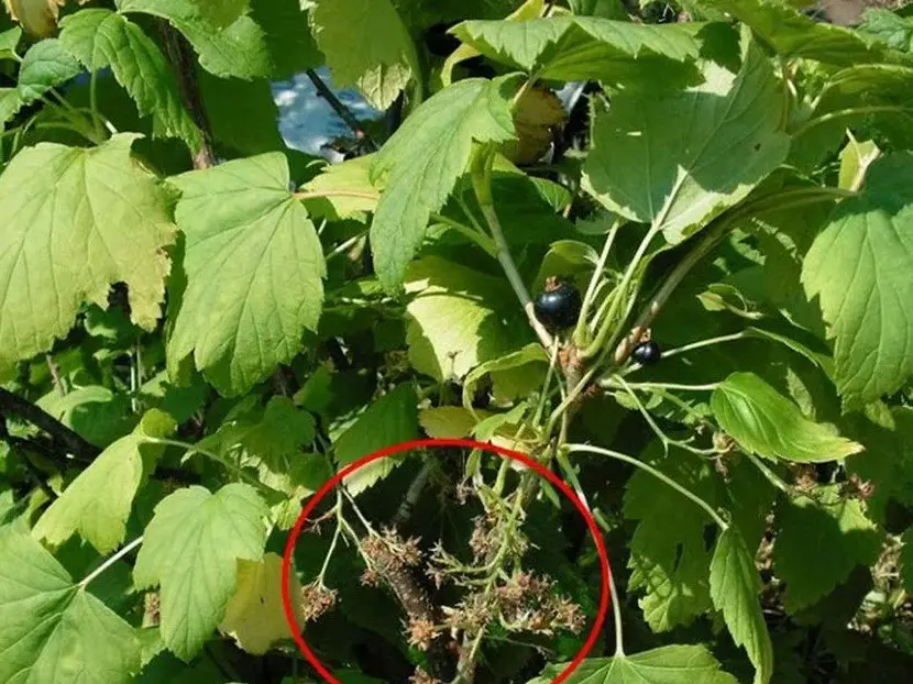 Реверсия (махровость) смородины - как спасти заражённые растения