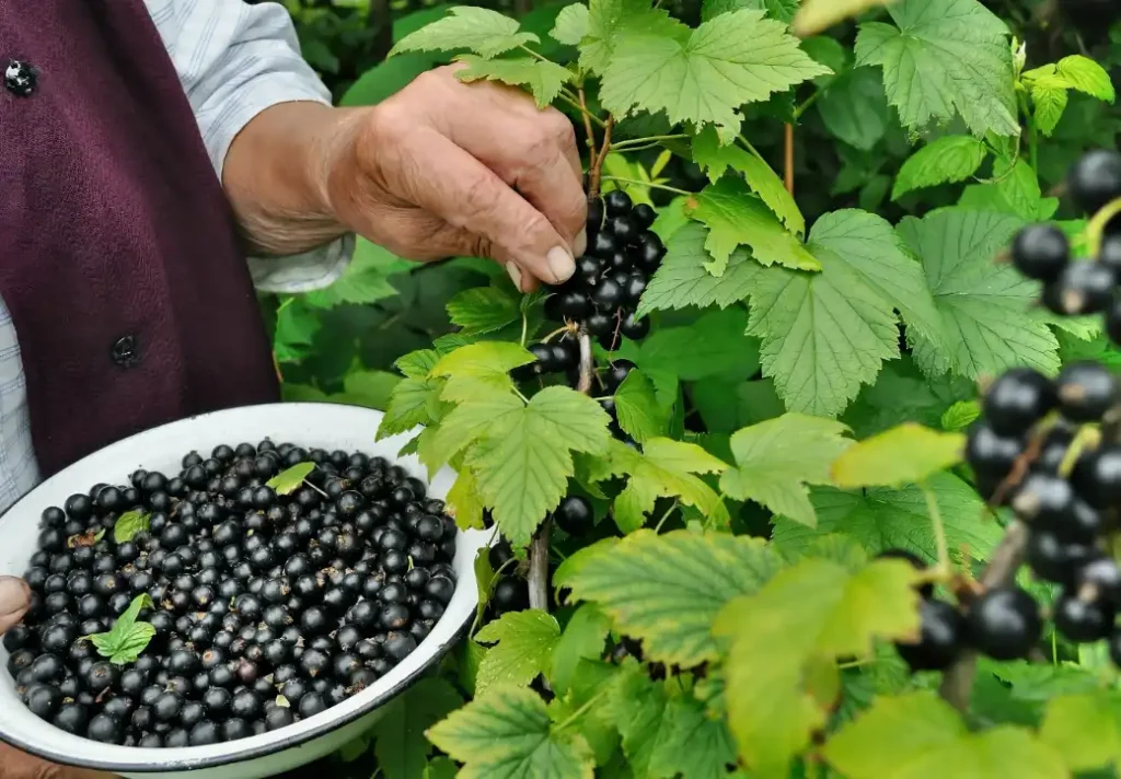 Роль калия и фосфора в развитии смородины