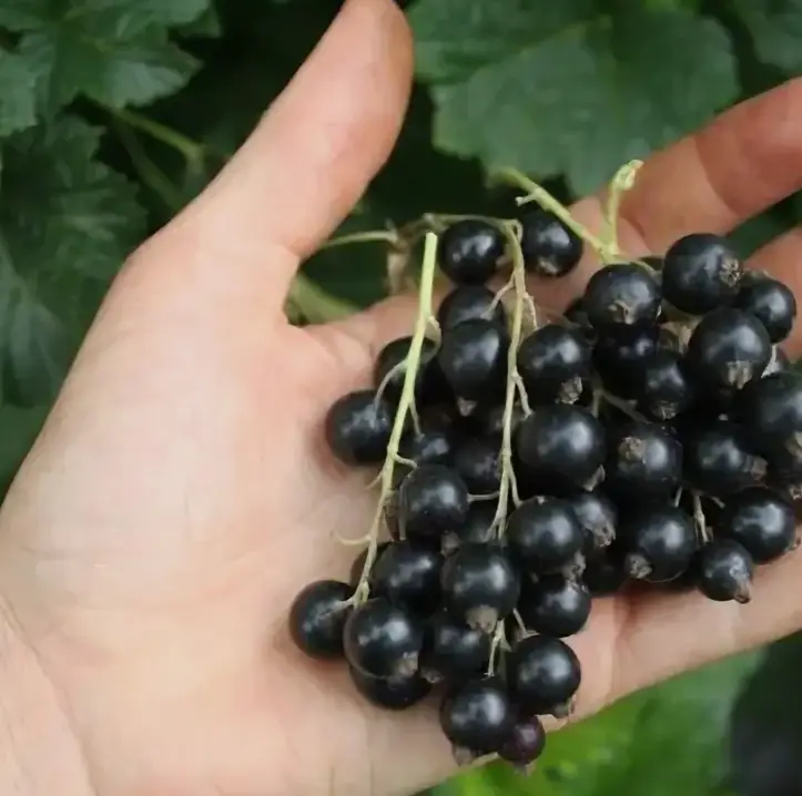 Смородина Рубен