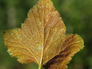 Ржавчина смородины