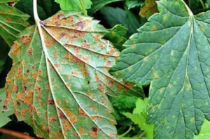 Ржавчина смородины