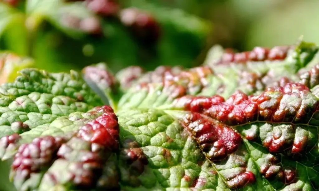 Ржавчина смородины - виды, симптомы и эффективные методы лечения