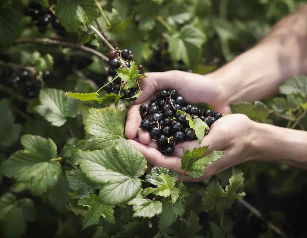 Смородина оптим от Фермерского хозяйства "Ягодное изобилие"