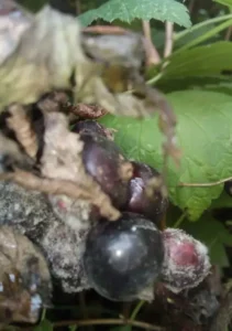 Серая гниль смородины 
