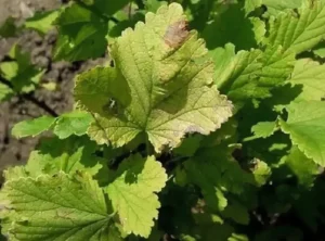 Серая гниль смородины 