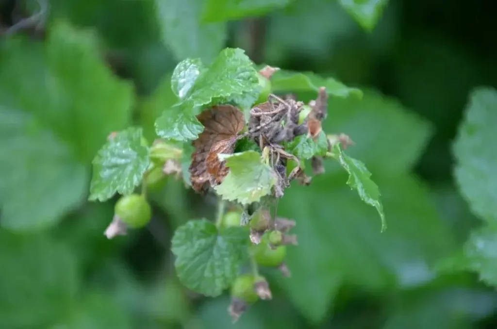 Серая гниль смородины (ботритис) - как остановить болезнь