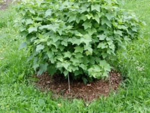 Сидераты под смородину