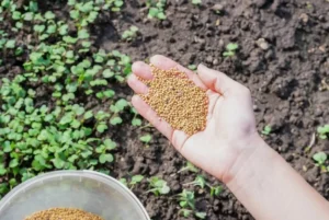 Сидераты под смородину