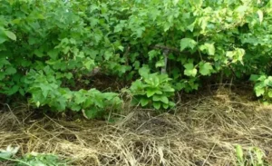 Сидераты под смородину