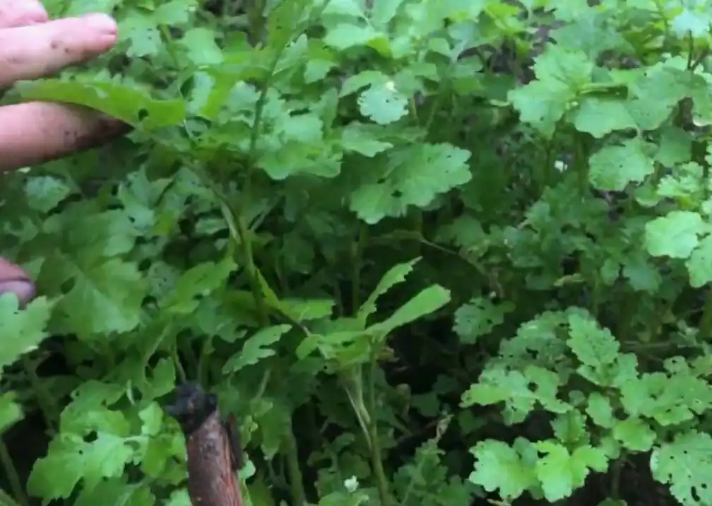 Сидераты под смородину - какие культуры выбрать