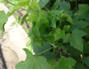 Скручивание листьев смородины