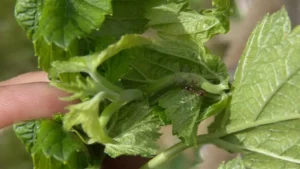 Скручивание листьев смородины