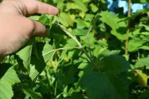 Смолистость побегов смородины