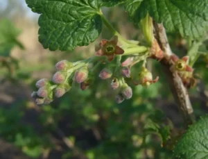 Смолистость побегов смородины