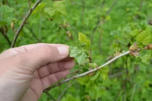 Смолистость побегов смородины