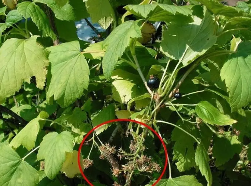 Смолистость побегов смородины - как реагировать на болезнь