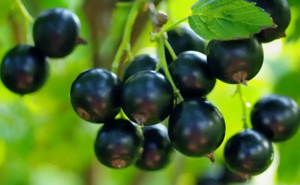 Black Velvet (Блэк Вельвет) - смородина с мягкой мякотью и приятной сладостью