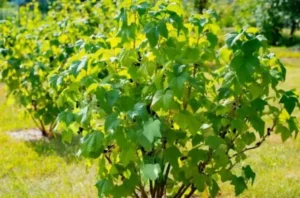 Смородина Алеандр (Aleander) - урожайный сорт с насыщенно-чёрными ягодами