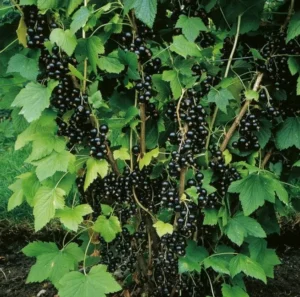 Смородина Алеандр (Aleander) - урожайный сорт с насыщенно-чёрными ягодами