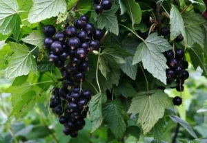 Смородина Алеандр (Aleander) - урожайный сорт с насыщенно-чёрными ягодами