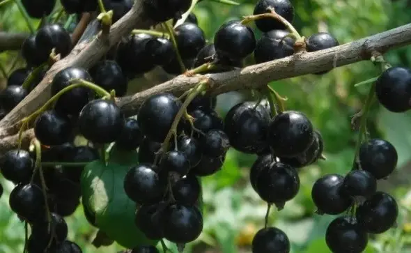 Смородина Алеандр (Aleander) - урожайный сорт с насыщенно-чёрными ягодами