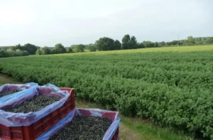 Смородина Багира (Bagheera) - десертный сорт с выраженной сладостью и блестящей кожицей