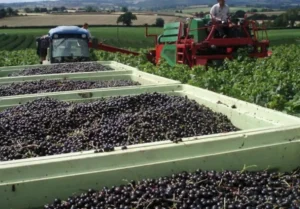 Смородина Багира (Bagheera) - десертный сорт с выраженной сладостью и блестящей кожицей