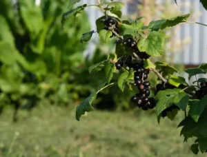 Смородина Ben Alder 