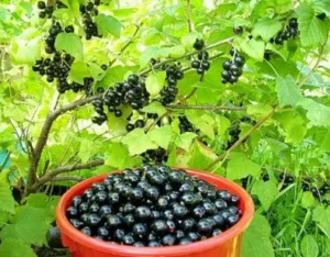 Смородина Ben Alder 