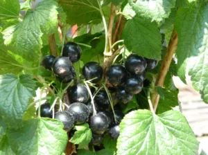 Смородина Ben Connan