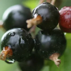 Смородина Ben Connan