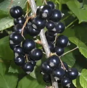 Смородина Ben Connan