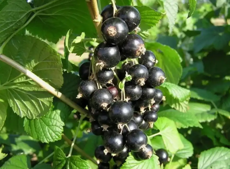 Смородина Ben Connan (Бен Коннан) - один из лучших ранних сортов с крупной ягодой