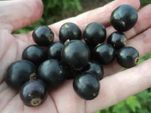 Смородина Ben Gairn