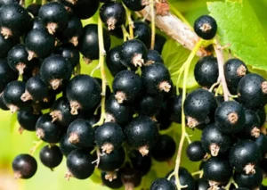 Смородина Ben Gairn