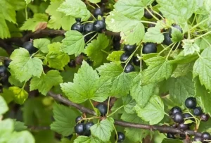Смородина Ben Hope - смородина с высокой устойчивостью к болезням и отличной урожайностью