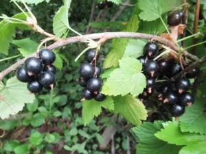 Смородина Ben Sarek (Бен Сарек) - компактный куст и крупные ягоды для приусадебного участка