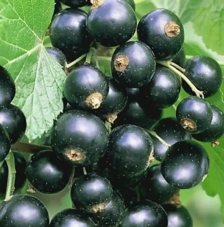 Смородина Ben Sarek (Бен Сарек) - компактный куст и крупные ягоды для приусадебного участка