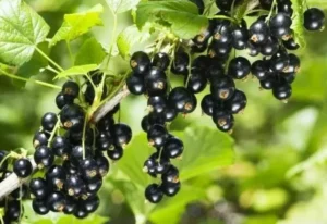 Смородина Берёзовка - новинка с насыщенным вкусом и устойчивостью к вредителям