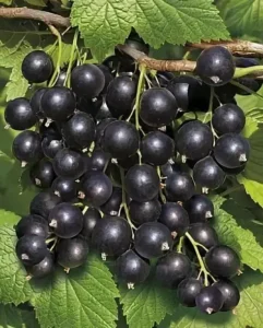 Смородина Берёзовка - новинка с насыщенным вкусом и устойчивостью к вредителям