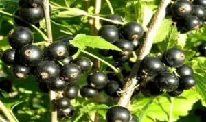 Смородина Берёзовка - новинка с насыщенным вкусом и устойчивостью к вредителям