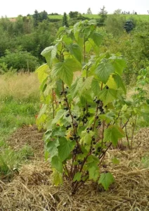 Смородина Big Ben