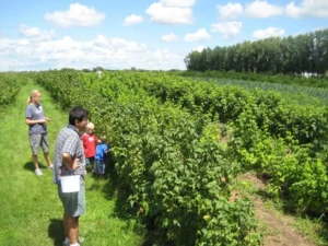 Смородина Black Velvet