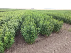 Влияние азотных удобрений на рост побегов смородины весной