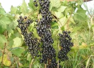 Смородина Consort 