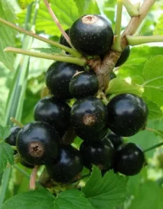 Смородина Consort 