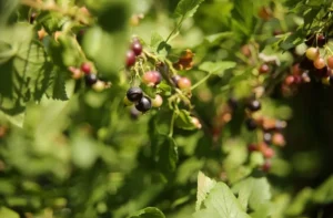 Смородина Crusader (Крусейдер) - сорт смородины для регионов с сосновыми лесами и влажным климатом