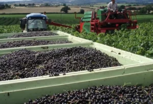 Смородина Crusader (Крусейдер) - сорт смородины для регионов с сосновыми лесами и влажным климатом