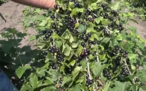 Смородина Добрыня (Dobrynya) - низкорослый сорт с крупными ягодами для ручного сбора